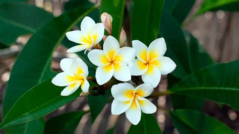 Flor de mayo (Plumeria rubra) - Hola Carolina