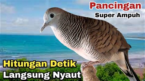 Perkutut Lokal Gacor Pancingan Super Ampuh Hitungan Detik Saja Langsung