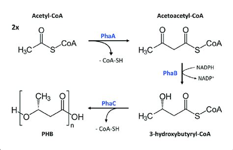 Phb Synthesis Pathway Two Units Of Acetyl Coa Are Condensed To