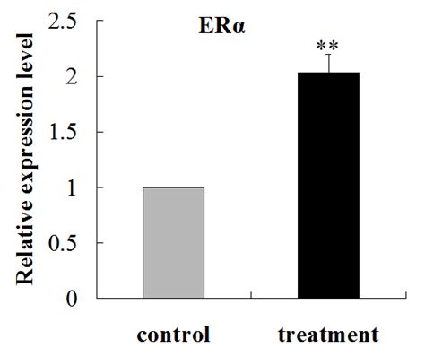 The Relative Mrna Expression Levels Of Estrogen Receptors Erα And Erβ