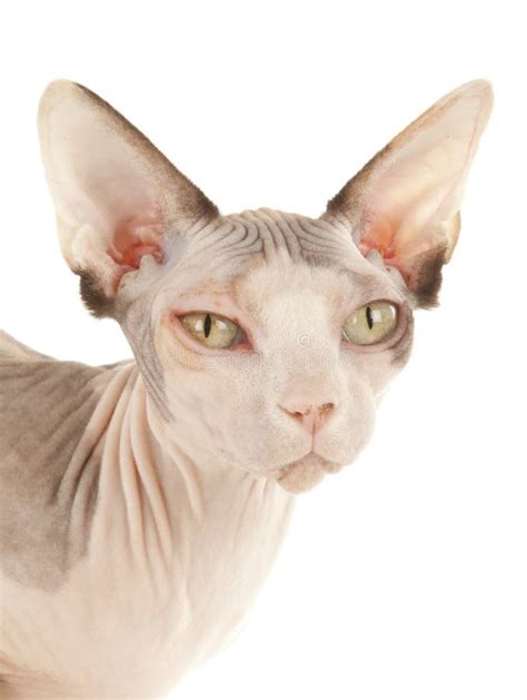 Sphynx Cat stock image. Image of cute, bald, ears, cats - 24134521