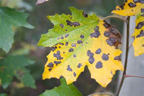 Fungus Issues | Appalachian Tree Care