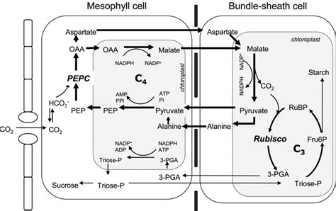 C4 Pathway