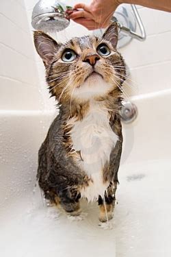 Купание кошки и уход за ушами