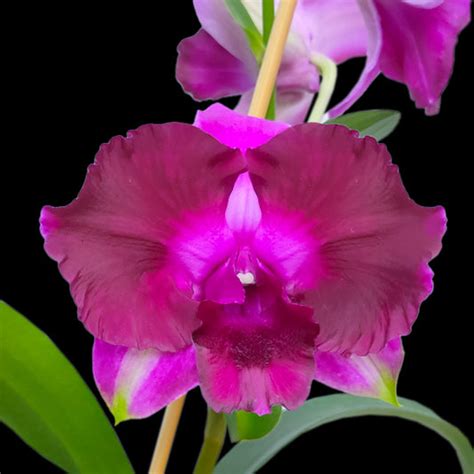 Dendrobium Orchid Colors| Dendrobium Orchids - Orchid-Tree