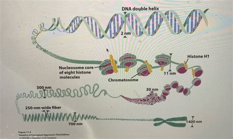 Genetics Lecture 10: Chromosome Structure and Transposable Elements ... 