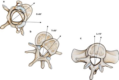 of the Spine | Musculoskeletal Key