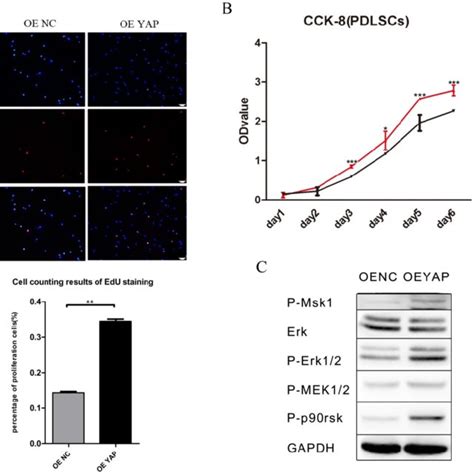 Overexpression of YAP accelerated the cell cycle progression. (A) The ... 
