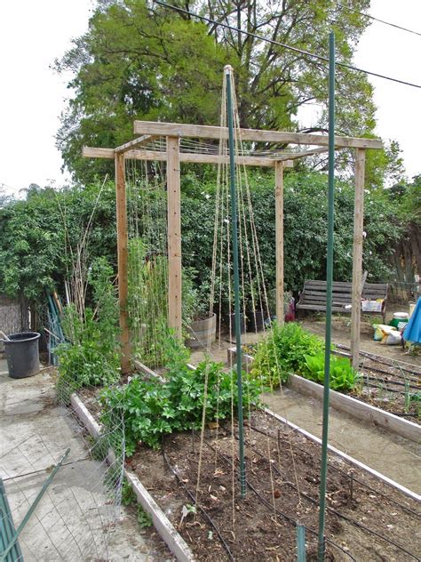 Trellis To Build For Beans Green Beans Garden Bean Trellis Cute Garden Ideas