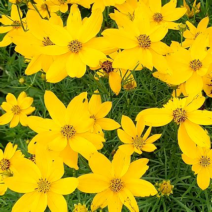 Кореопсис: виды, выращивание и уход - Flowers.ua