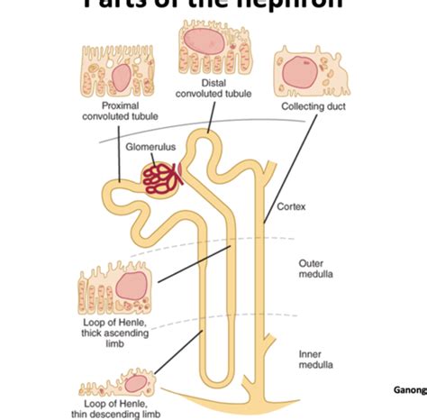 Renal Tubular Reabsorption Water And Solute Reabsorption Throughout