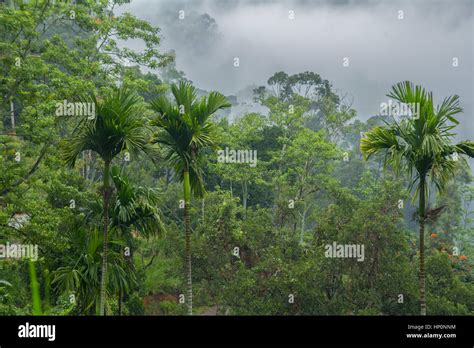 Paesaggio tropicale foresta pluviale con nebbia immagini e fotografie ...