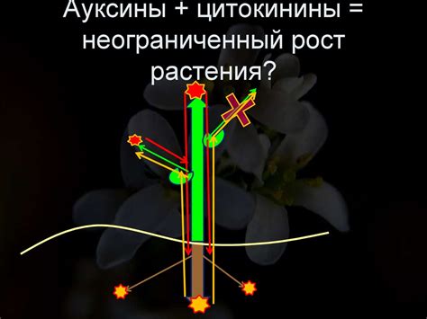 Гормоны растений - презентация онлайн