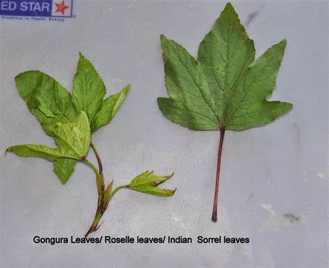 Gongura Pappu Pulicha Keerai Kootu Lentil Stew With Roselle Florida