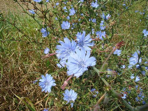 Cichorium Intybus Gemeine Wegwarte Ngidn Flickr