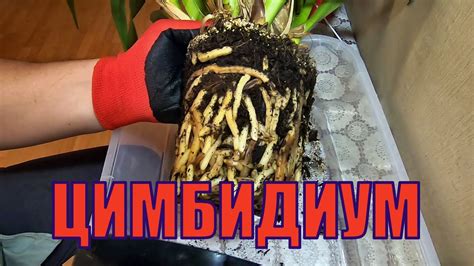 Орхидея Цимбидиум Cymbidium, пересадка, род эпифитных растений ...