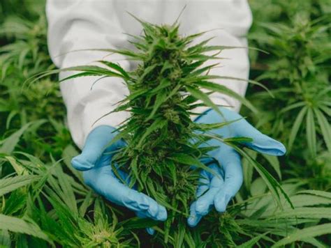 Lanzan El Primer Laboratorio Fitoterapéutico De Cannabis Medicinal Empresas Negocios