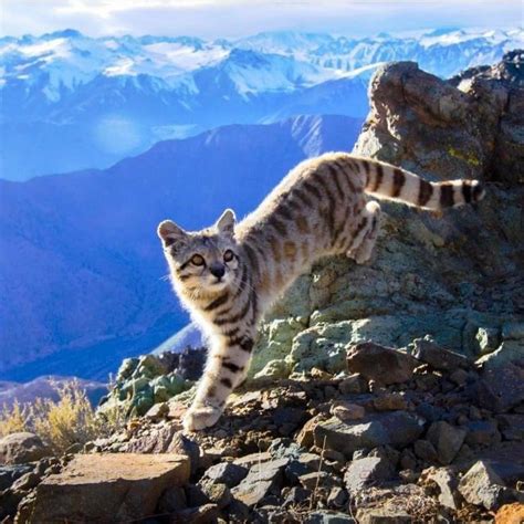 The Andean Mountain Cat – kimcampion.com