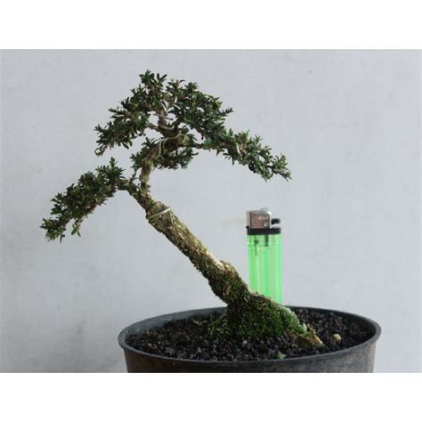 Jual Bonsai Serissa Micro Dengan Pot Bonsai Siap Pajang Bonsai Seribu