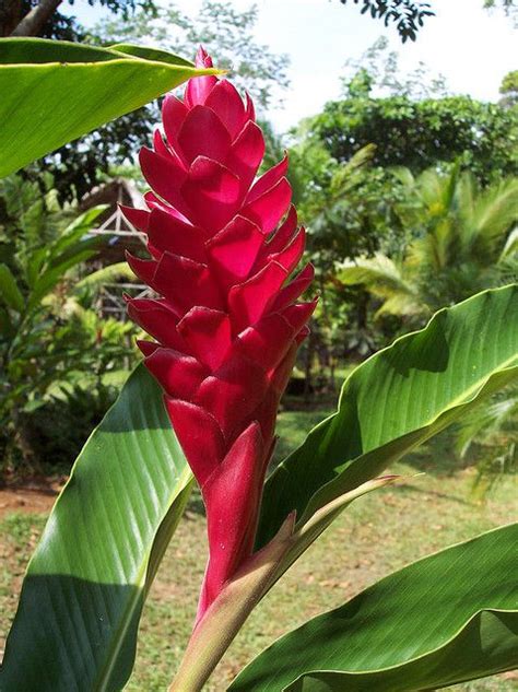 Jungle Flower By C Monster Via Flickr African Jungle Jungle Flowers