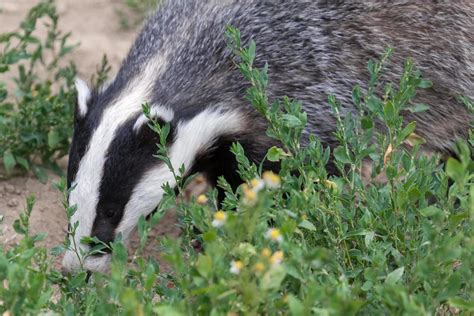 Badger at the British wildlife Centre 6826075 Stock Photo at Vecteezy