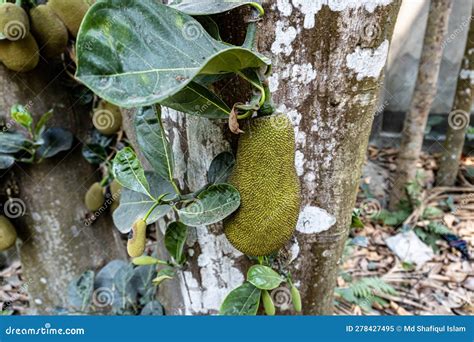 Jackfruit Hanging On Jackfruit Tree Asian Summer Fruits Named