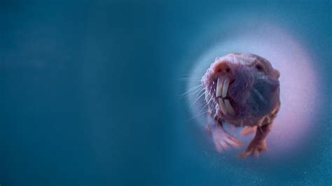 Watch NAKED MOLERAT Nature S Weirdest Superhero Prime Video