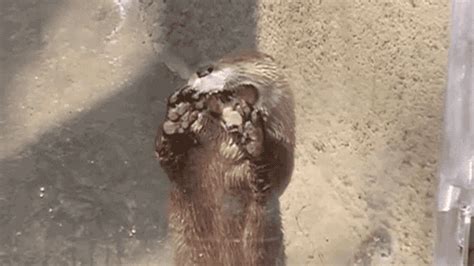 Otter GIF - Find & Share on GIPHY