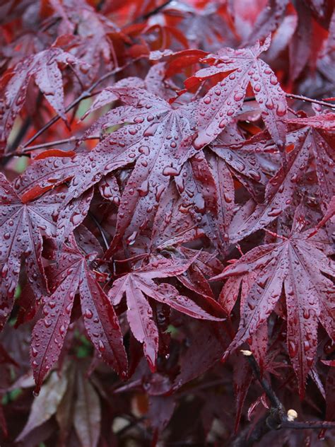 Emperor I Japanese Maple J Frank Schmidt Son Co