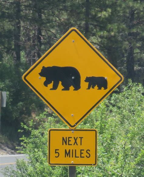 Beware the Bear - We’re in Bear Country — Just a Little Further