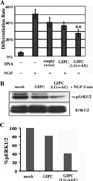 TrkA Signaling Is Inhibited By Knocking Down GIPC Or APPL1 A