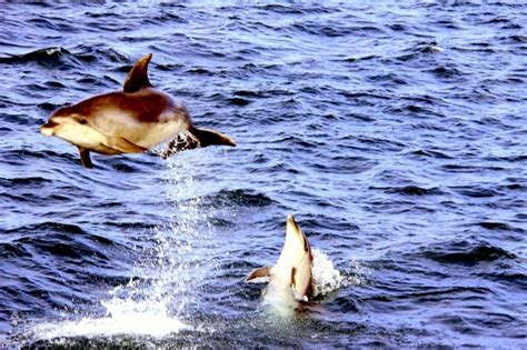 Bottlenose Dolphin – "OCEAN TREASURES" Memorial Library