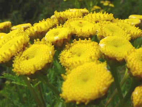 Tanacetum vulgare (common tansy): Go Botany