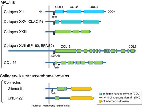 Frontiers Transmembrane Collagens In Neuromuscular Development And