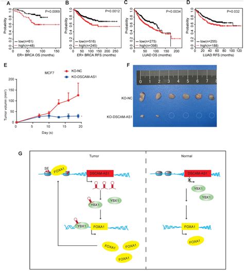 Lncrna与转录因子的研究思路 企业动态 丁香通