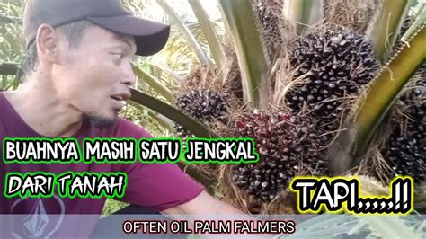 Kelapa Sawit Pokok Rendah Buahnya Masih Satu Jengkal Dari Tanah Tapi