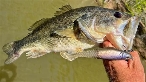 5 Big Bass Baits You Should Try - Wired2Fish