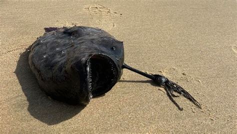 Terrifying fish with teeth from 3000ft below ocean washes up in rare ...