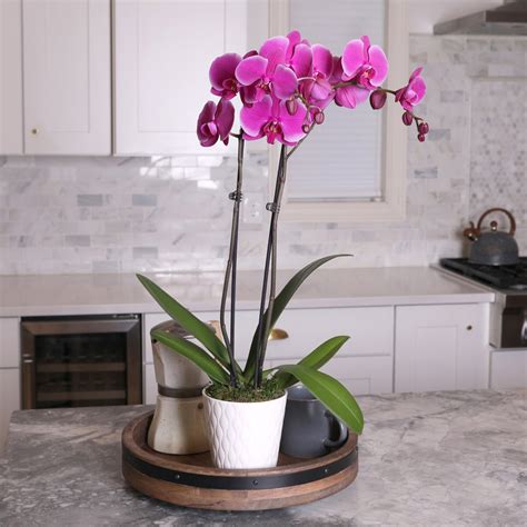 Premium Purple Orchid in White Pot – Just Add Ice®