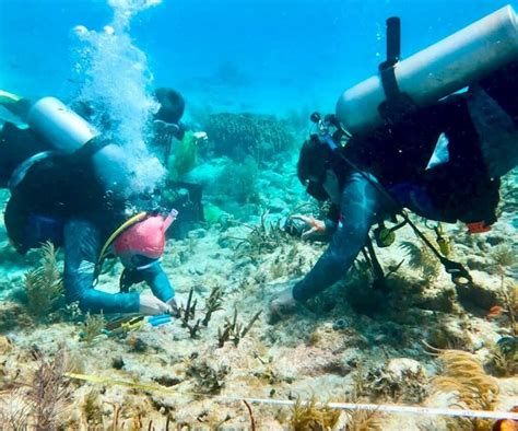 Coral Reef Restoration - Guy Harvey Foundation