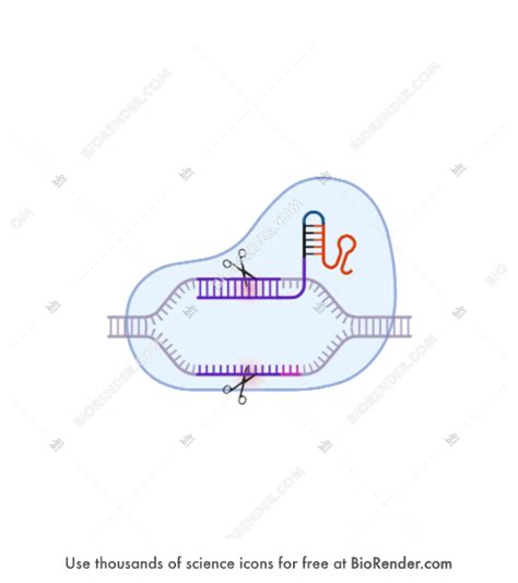 Free Crispr Cas9 Genetic Scissors Icons Symbols And Images Biorender