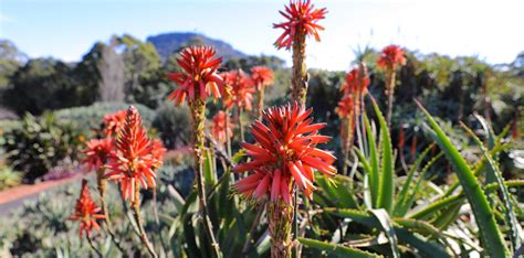 Collections | Wollongong Botanic Garden