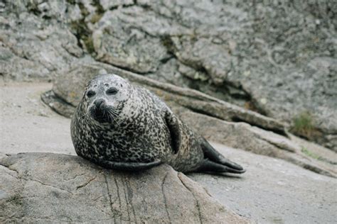 Shallow Focus Photography Of Seal · Free Stock Photo