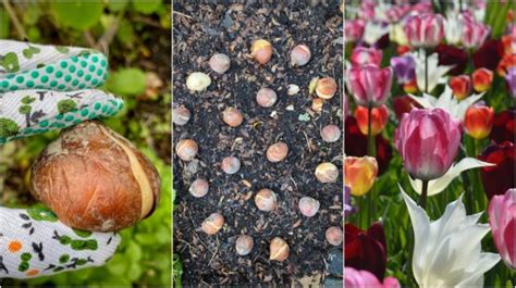 How To Plant Tulip Bulbs & Tips For Long-Lasting Blooms