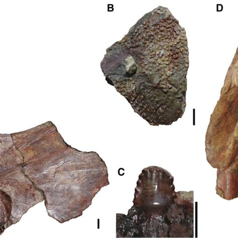 Representative Tetrapod Fossils From The Basal Conglomerate Of The Download Scientific Diagram