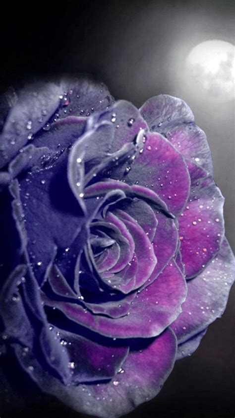 Blue and Purple Rose Wallpapers - Top Free Blue and Purple Rose ...