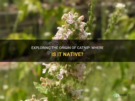 Exploring The Origin Of Catnip Where Is It Native Shuncy