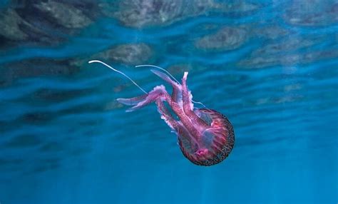 Медузы Средиземного моря: что стоит знать до встречи с ними? – INTERPARUS