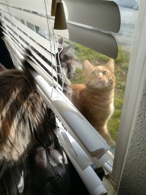 She's Ruining The Blinds, but She's Making Friends Doing It : r/funny