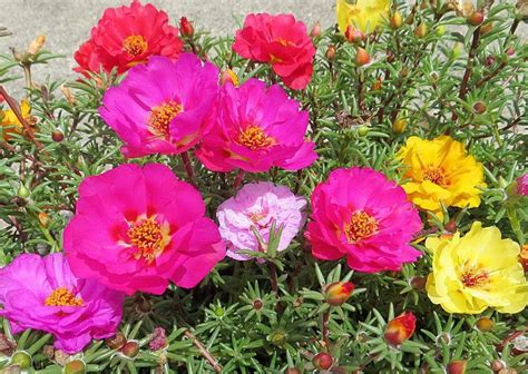 Портулак цветы многолетники - 76 фото